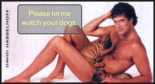 Hasselhoff Darsha Brady